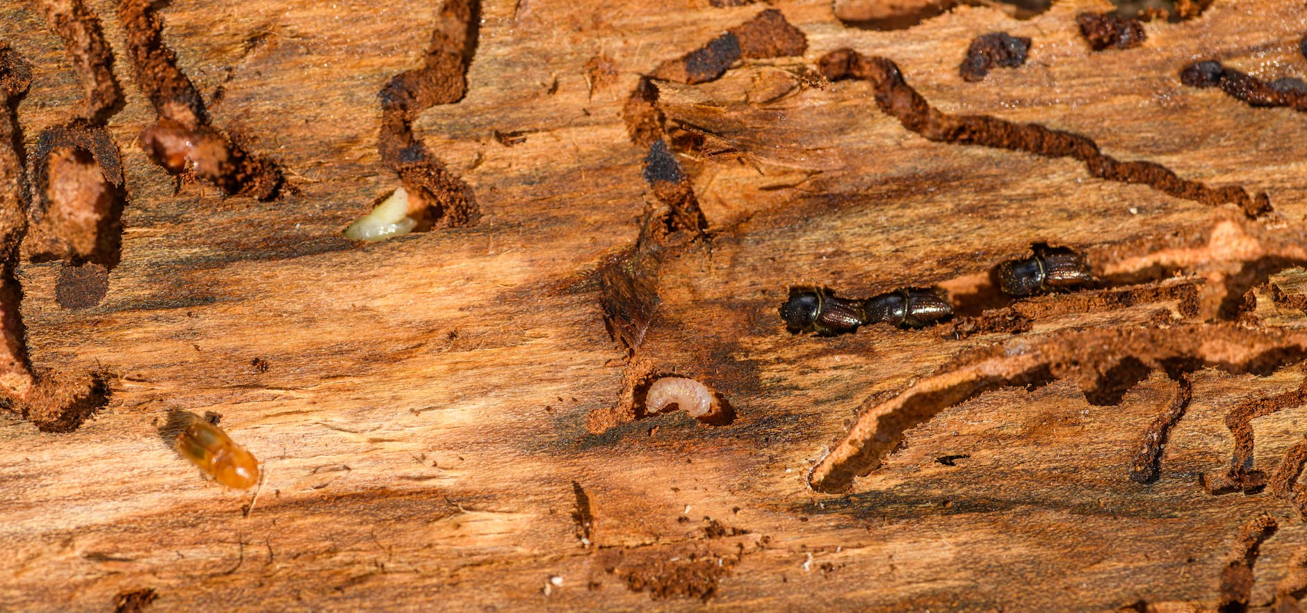 Termite Damage